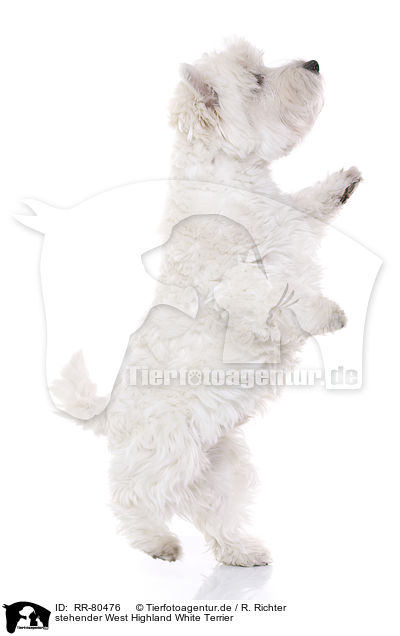 stehender West Highland White Terrier / standing West Highland White Terrier / RR-80476