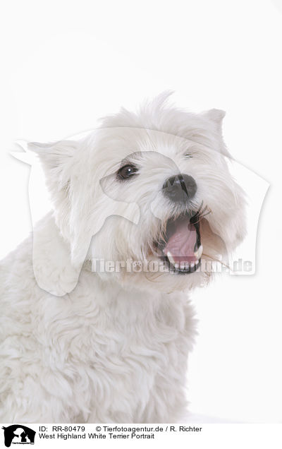 West Highland White Terrier Portrait / West Highland White Terrier Portrait / RR-80479