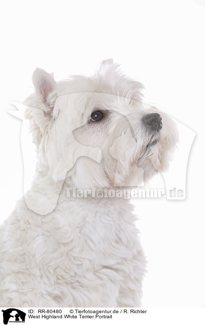 West Highland White Terrier Portrait / West Highland White Terrier Portrait / RR-80480