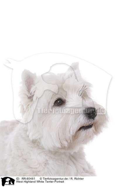 West Highland White Terrier Portrait / West Highland White Terrier Portrait / RR-80481