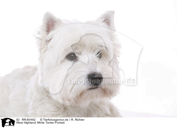 West Highland White Terrier Portrait / West Highland White Terrier Portrait / RR-80482