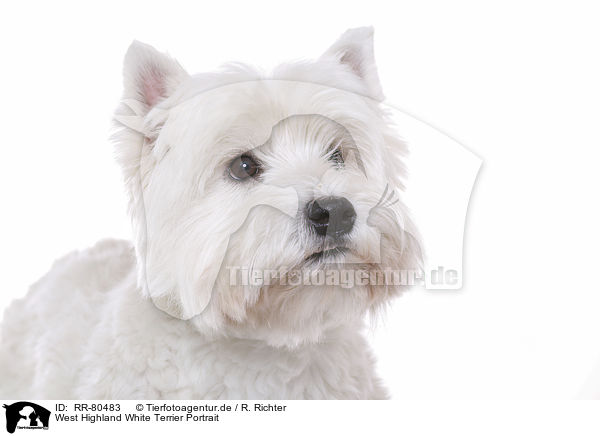 West Highland White Terrier Portrait / West Highland White Terrier Portrait / RR-80483