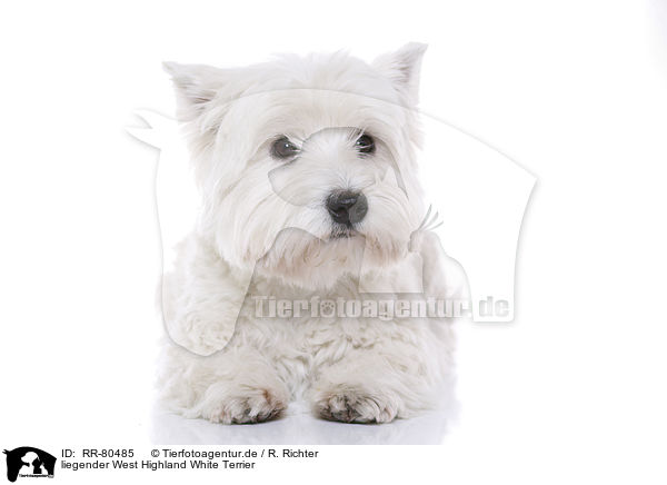 liegender West Highland White Terrier / lying West Highland White Terrier / RR-80485