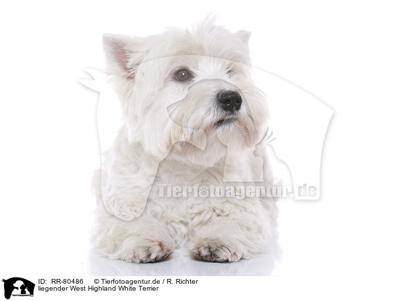liegender West Highland White Terrier / lying West Highland White Terrier / RR-80486