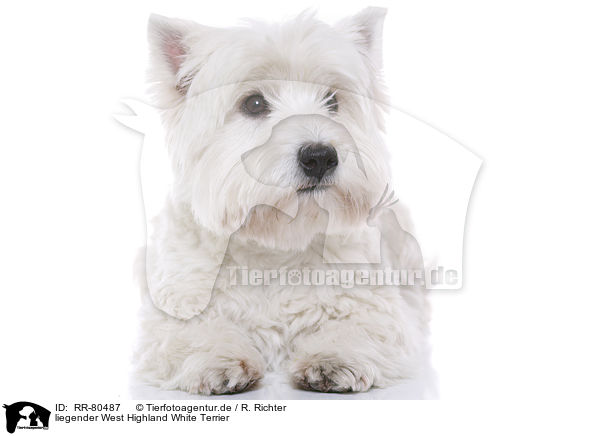 liegender West Highland White Terrier / lying West Highland White Terrier / RR-80487