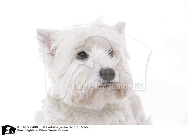 West Highland White Terrier Portrait / West Highland White Terrier Portrait / RR-80488