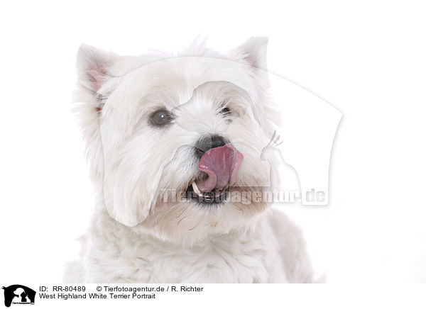 West Highland White Terrier Portrait / West Highland White Terrier Portrait / RR-80489