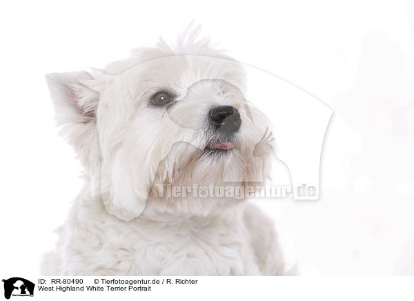West Highland White Terrier Portrait / West Highland White Terrier Portrait / RR-80490