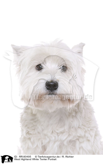 West Highland White Terrier Portrait / West Highland White Terrier Portrait / RR-80495