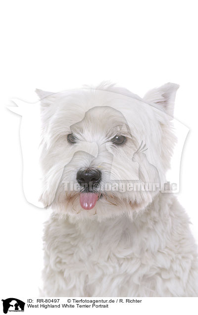 West Highland White Terrier Portrait / West Highland White Terrier Portrait / RR-80497