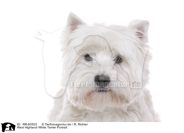 West Highland White Terrier Portrait / West Highland White Terrier Portrait / RR-80502