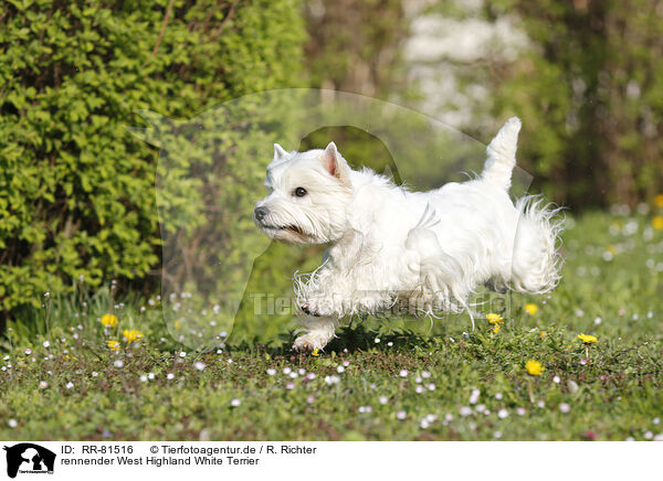 rennender West Highland White Terrier / running West Highland White Terrier / RR-81516