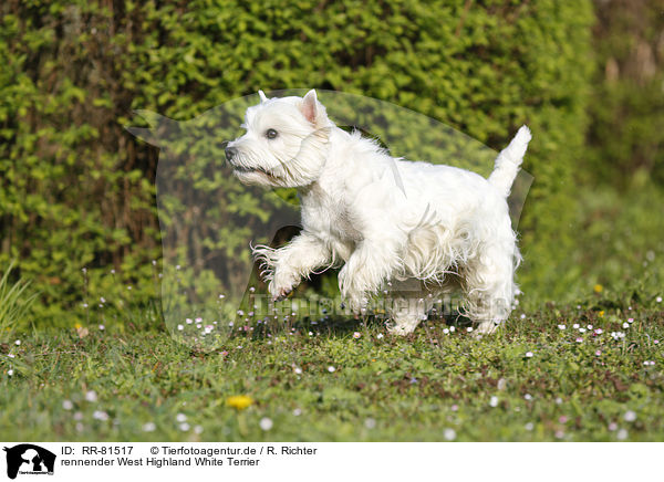 rennender West Highland White Terrier / running West Highland White Terrier / RR-81517