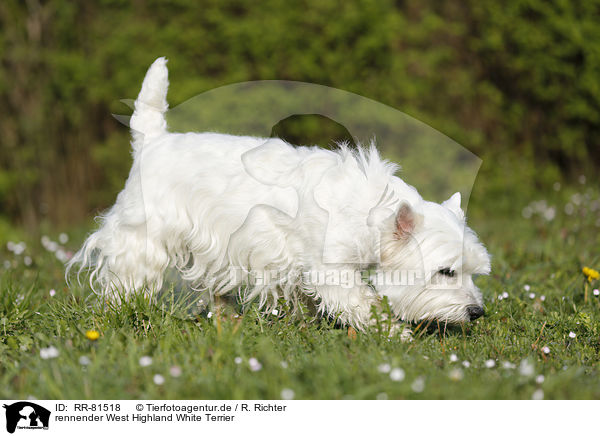 rennender West Highland White Terrier / running West Highland White Terrier / RR-81518