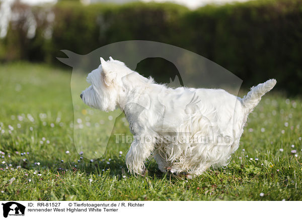 rennender West Highland White Terrier / running West Highland White Terrier / RR-81527