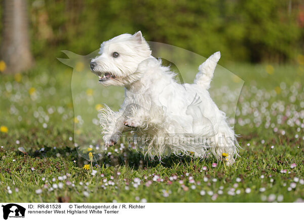 rennender West Highland White Terrier / running West Highland White Terrier / RR-81528
