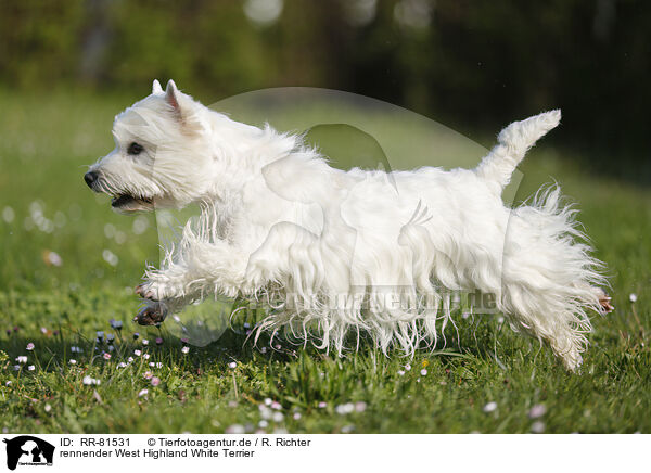 rennender West Highland White Terrier / running West Highland White Terrier / RR-81531