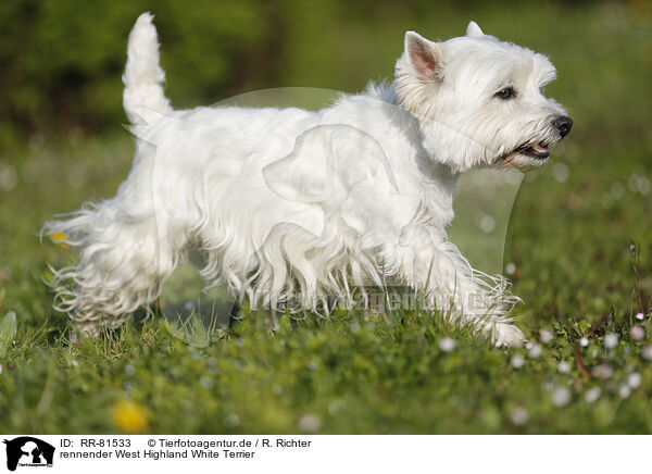 rennender West Highland White Terrier / running West Highland White Terrier / RR-81533