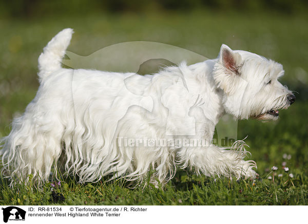 rennender West Highland White Terrier / running West Highland White Terrier / RR-81534