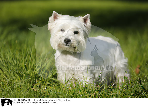 stehender West Highland White Terrier / standing West Highland White Terrier / RR-81559
