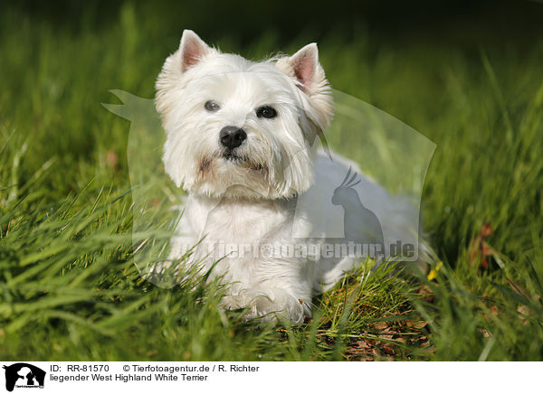 liegender West Highland White Terrier / lying West Highland White Terrier / RR-81570