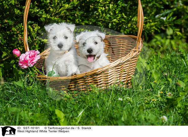 West Highland White Terrier Welpen / West Highland White Terrier Puppies / SST-16181