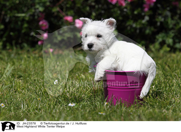 West Highland White Terrier Welpe / JH-23578