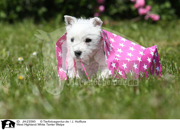 West Highland White Terrier Welpe / West Highland White Terrier Puppy / JH-23580