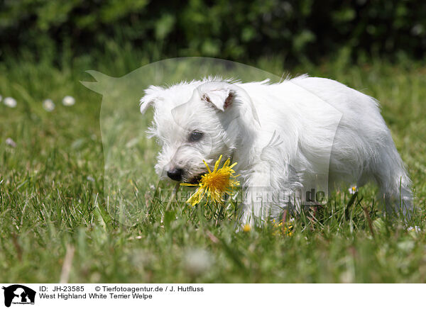 West Highland White Terrier Welpe / West Highland White Terrier Puppy / JH-23585