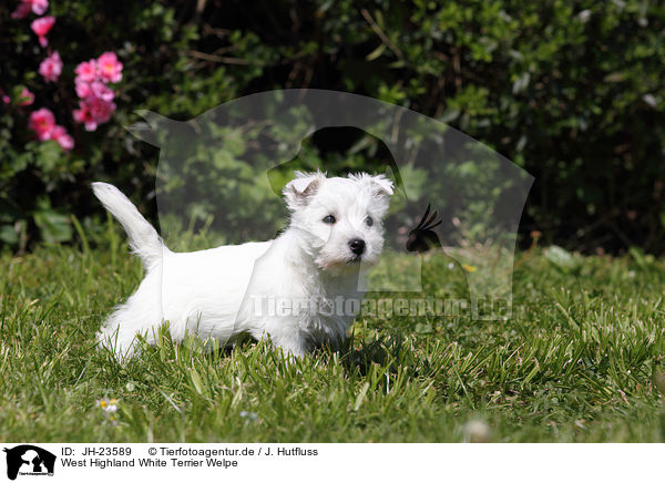 West Highland White Terrier Welpe / West Highland White Terrier Puppy / JH-23589