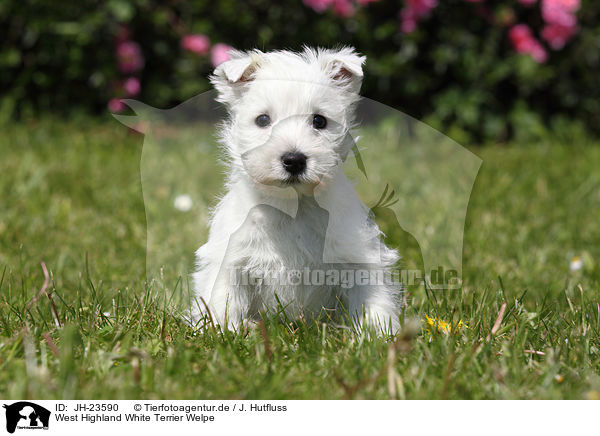 West Highland White Terrier Welpe / West Highland White Terrier Puppy / JH-23590