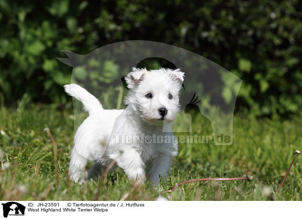 West Highland White Terrier Welpe / West Highland White Terrier Puppy / JH-23591