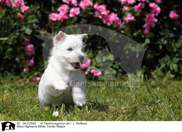 West Highland White Terrier Welpe / JH-23592