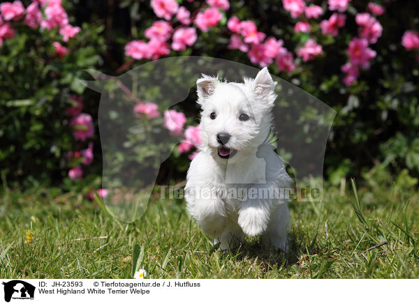West Highland White Terrier Welpe / West Highland White Terrier Puppy / JH-23593