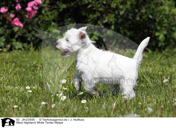 West Highland White Terrier Welpe / JH-23595