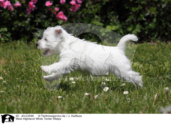 West Highland White Terrier Welpe / JH-23596