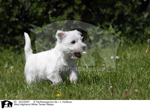 West Highland White Terrier Welpe / JH-23597
