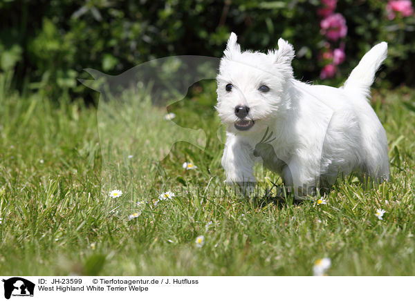 West Highland White Terrier Welpe / JH-23599
