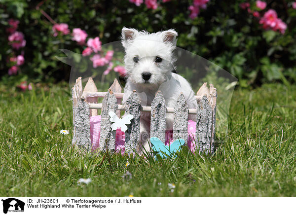 West Highland White Terrier Welpe / JH-23601