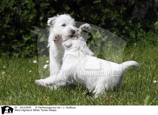 West Highland White Terrier Welpe / JH-23606