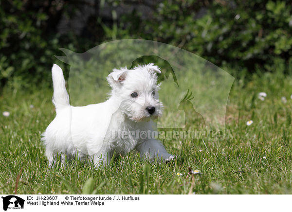 West Highland White Terrier Welpe / JH-23607