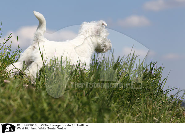 West Highland White Terrier Welpe / JH-23616