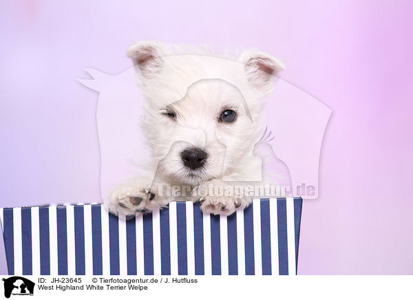 West Highland White Terrier Welpe / West Highland White Terrier Puppy / JH-23645