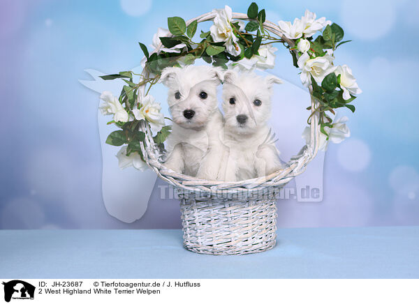 2 West Highland White Terrier Welpen / JH-23687