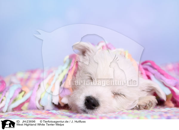 West Highland White Terrier Welpe / West Highland White Terrier Puppy / JH-23696