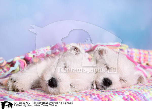 2 West Highland White Terrier Welpen / 2 West Highland White Terrier Puppies / JH-23702