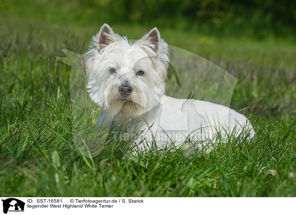 liegender West Highland White Terrier / lying West Highland White Terrier / SST-16581