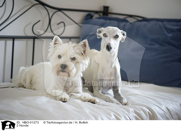 2 Hunde / 2 dogs / HBO-01273