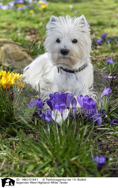 liegender West Highland White Terrier / lying West Highland White Terrier / HBO-01841