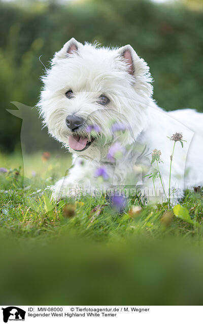 liegender West Highland White Terrier / lying West Highland White Terrier / MW-08000
